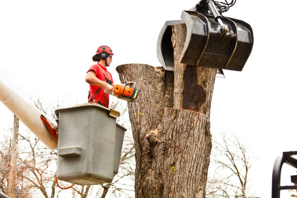 Best Tree Cabling and Bracing  in Lame Deer, MT